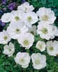 Anemone THE BRIDGE